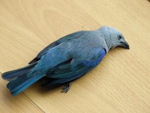 L'oiseau Twitter mourra-t-il de sa belle mort? L'oiseau Twitter mourra-t-il de sa belle mort?
