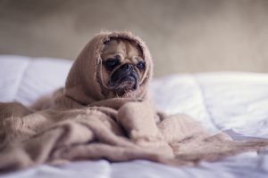 Petit chien enroulé dans une couverture