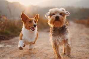 Deux chiens qui courent